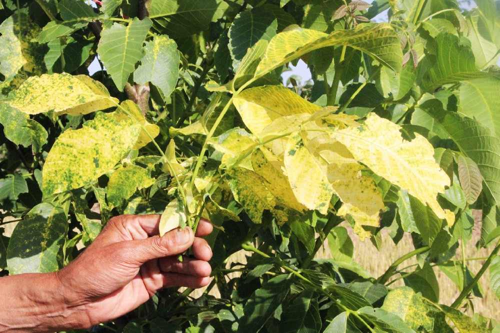 【奇蕊科技】杏树优势生长原理