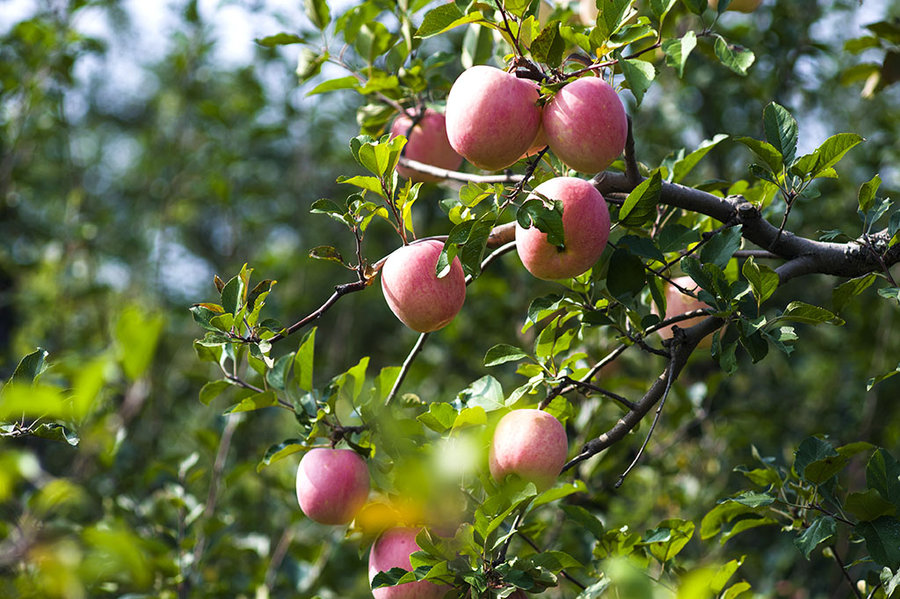 【奇蕊科技】果园早期落叶可不是好事