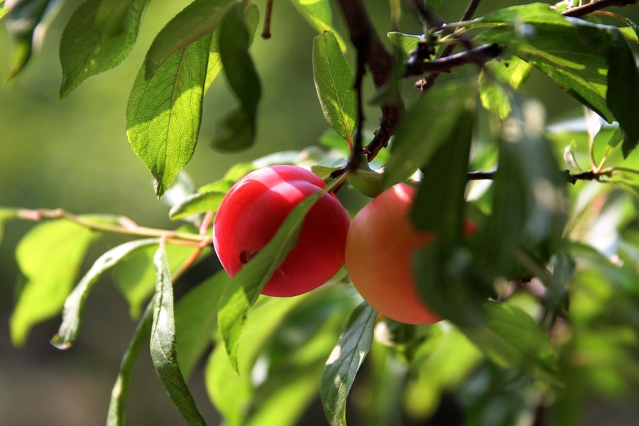 【奇蕊科技】果园秋季施肥是的