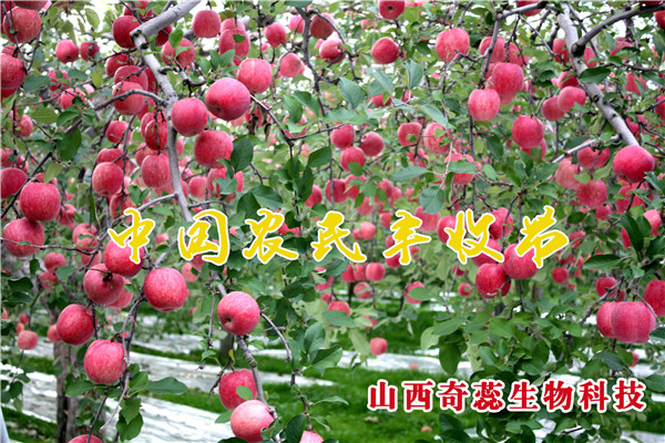 【奇蕊科技】秋分