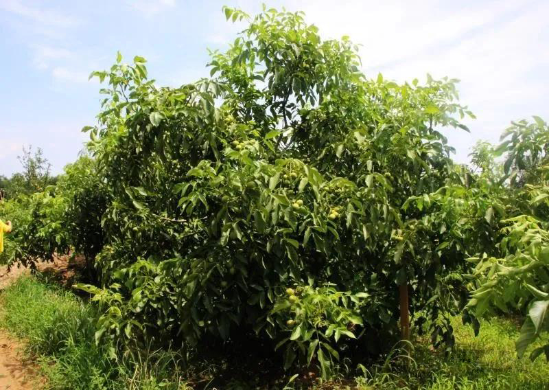 【奇蕊科技】核桃树采用矮冠自然圆头树形主要优点如下