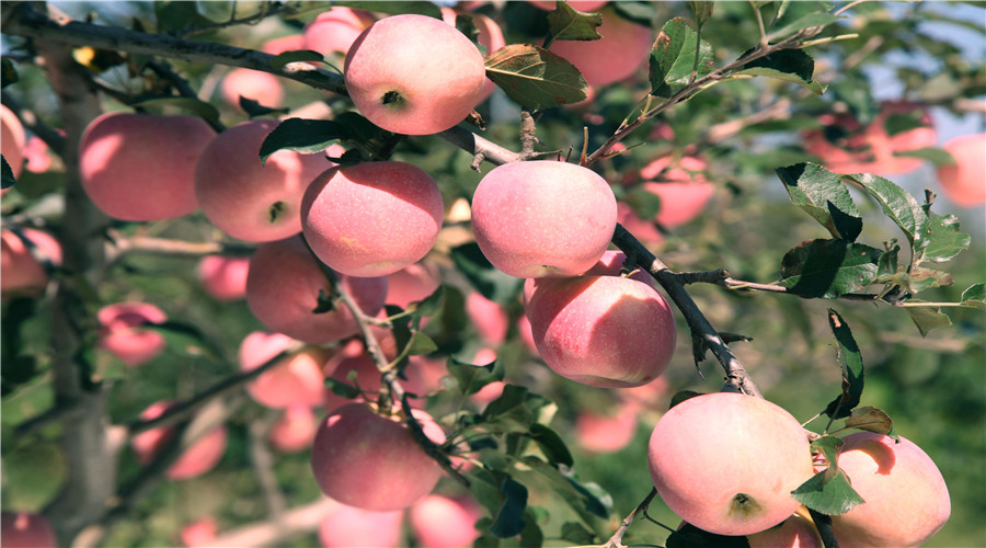 【奇蕊科技】郭作云老师谈苹果采摘后管理