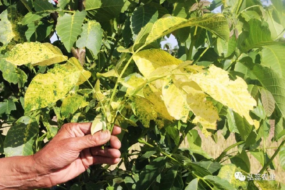 【奇蕊科技】果树嫩叶发白与土壤通气性有关