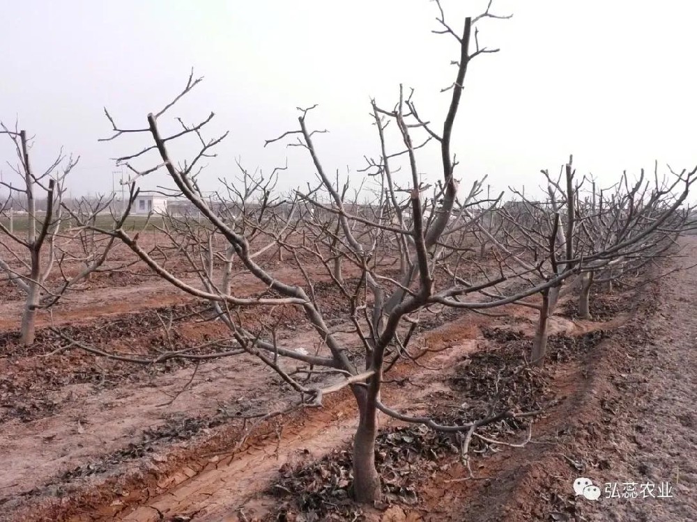 【奇蕊科技】核桃树冬季整形修剪口诀