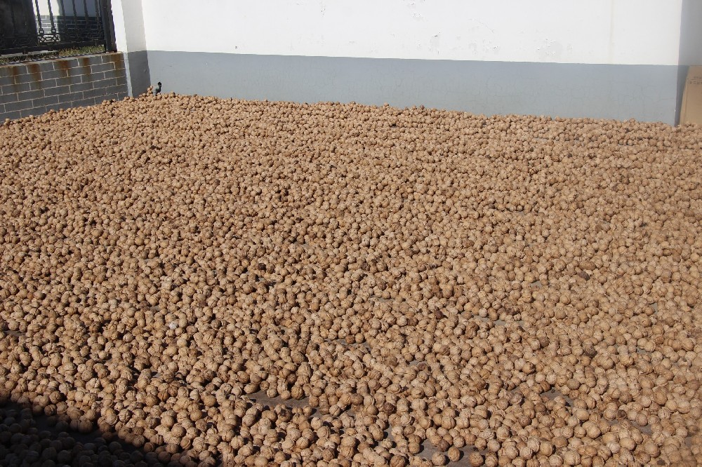 【奇蕊科技】核桃树冬剪时间不宜过早