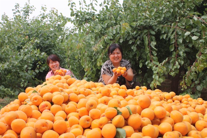 【奇蕊科技】杏树什么时间冬剪好？