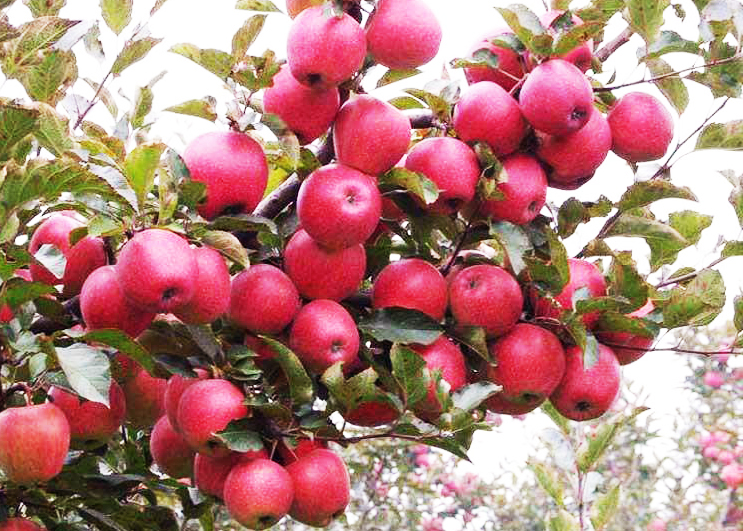  【奇蕊科技】调整树形 平衡树势 是果树冬剪的两大目的