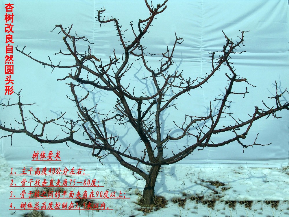 【奇蕊科技】控制优势 是杏树冬剪的关键