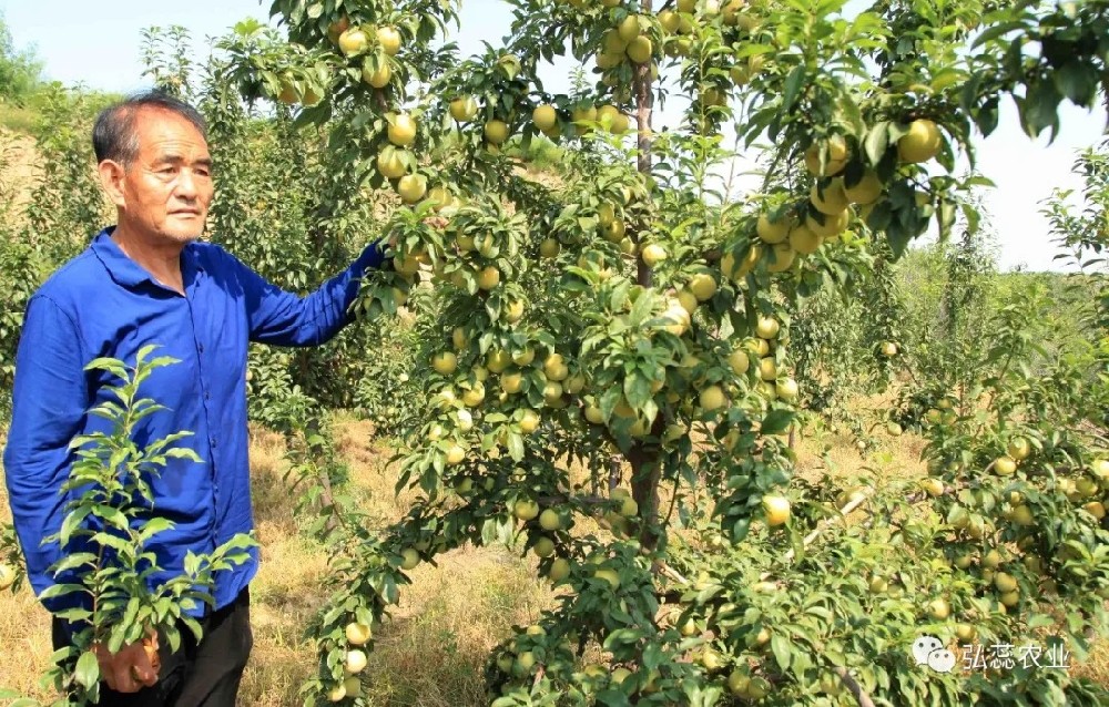 【奇蕊科技】影响果树根系吸收养分的因素之一