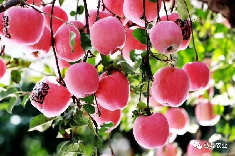 【奇蕊科技】影响果树根系吸收养分的因素之二：土壤水分