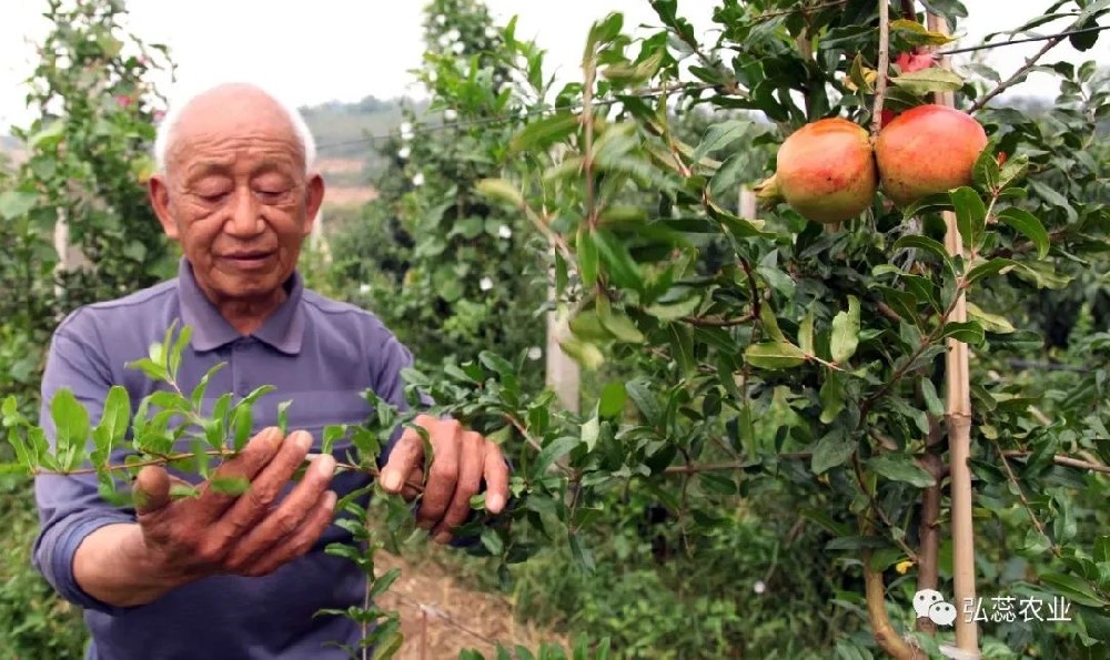 【奇蕊科技】影响果树根系吸收养分的因素之四：土壤酸碱度