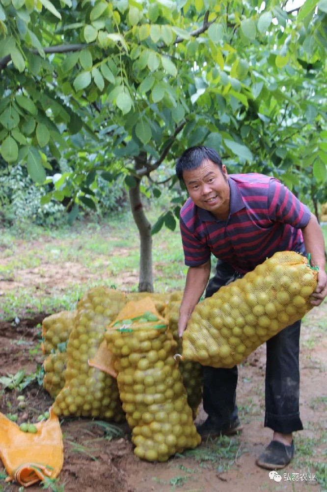 【奇蕊科技】核桃结果大树整形修剪操作步骤之四：弥补空间