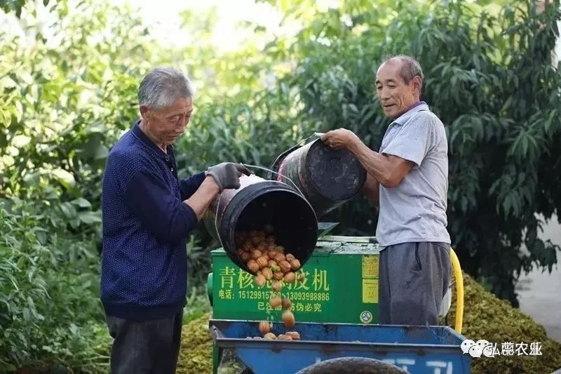 【奇蕊科技】核桃结果大树整形修剪操作步骤之二：回缩外围