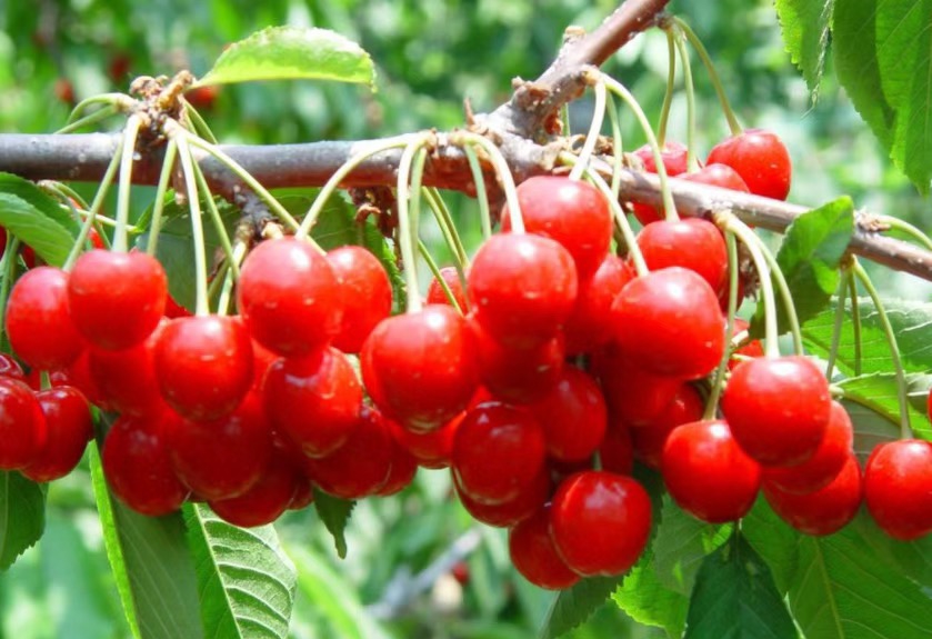 【奇蕊科技】樱桃苗销售