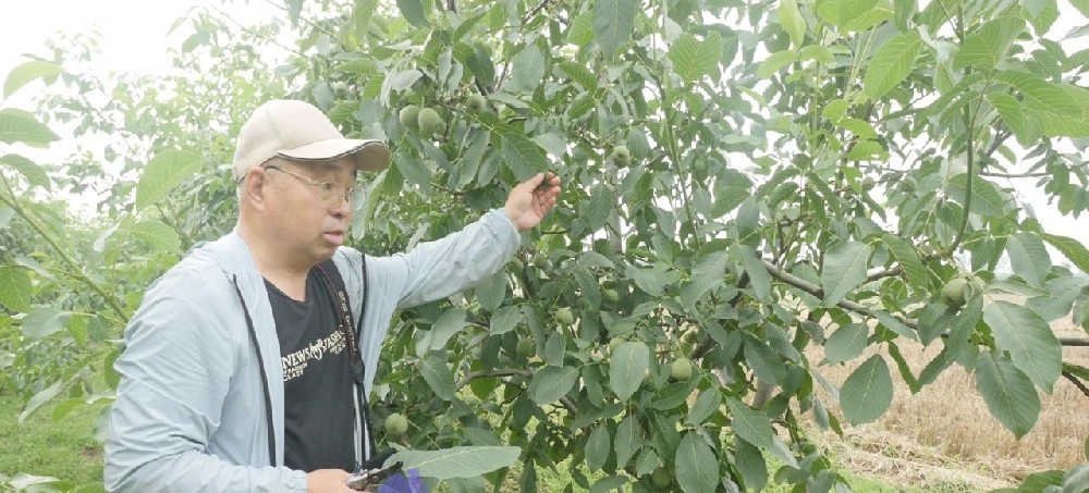 【奇蕊科技】核桃结果大树整形修剪操作步骤之一：控制