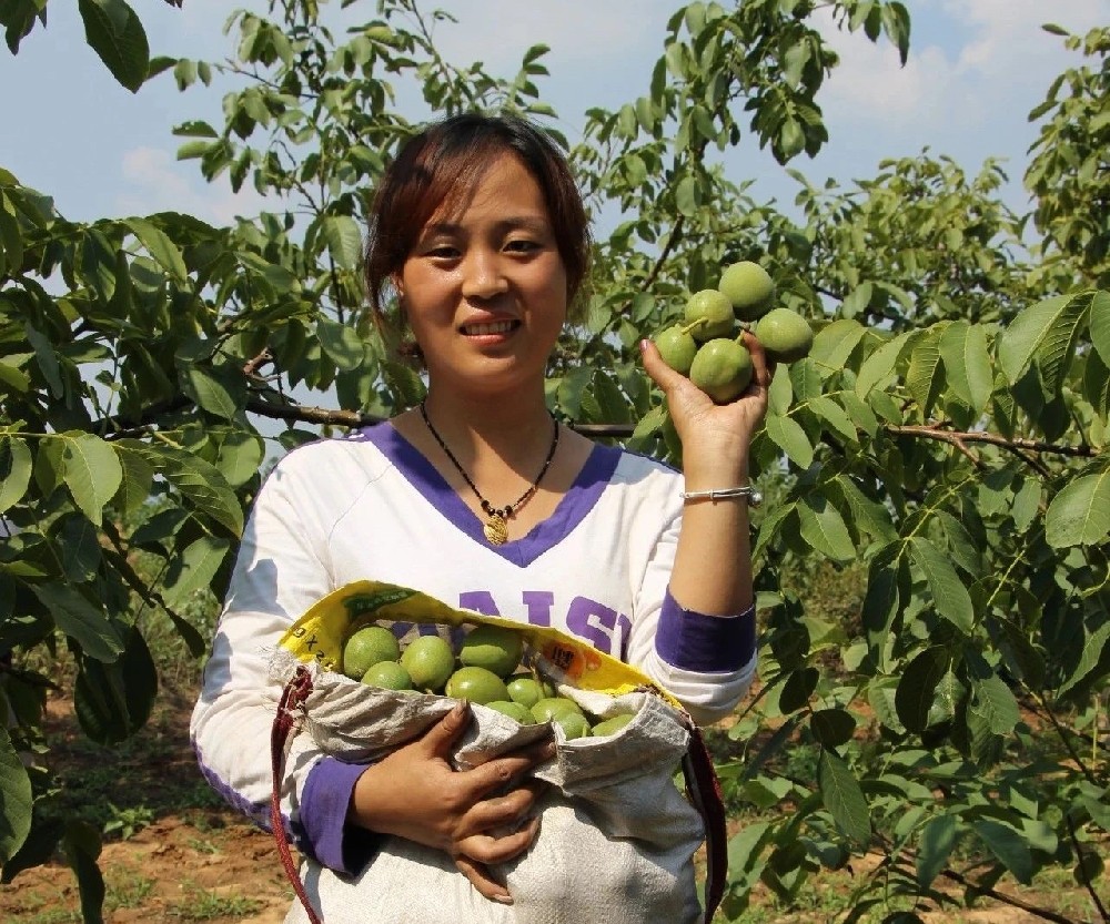 【奇蕊科技】核桃结果大树整形修剪操作步骤之三：平衡树势