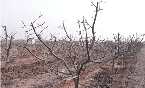 【奇蕊科技】核桃结果大树整形修剪操作步骤之五：整修枝组