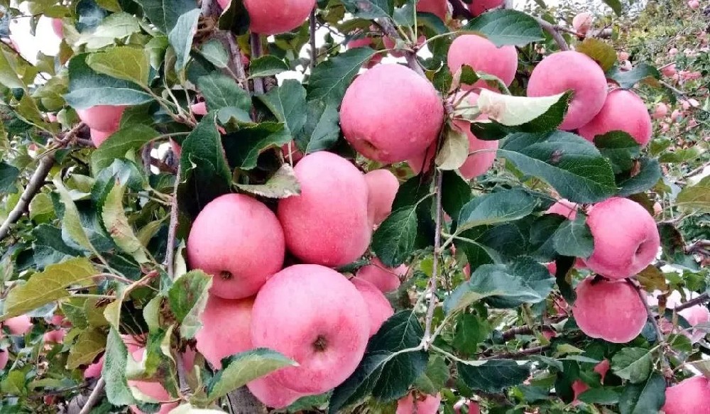 【奇蕊科技】22年树龄 用辨证调势改造瘦身法第三年硕果累累