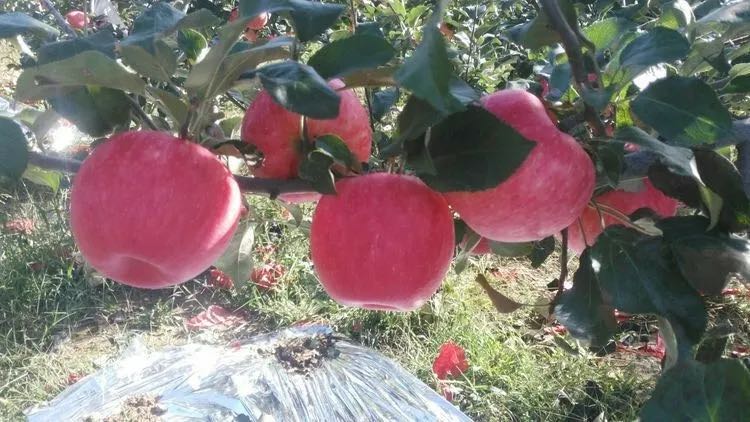 【奇蕊科技】《只要坚持辨证管理，依势定法，再难管理的树，再大的密度都会听话一一这就是每亩三十万枝密闭的巧门》公历时间。