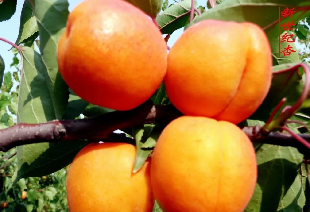 【奇蕊科技】杏园为什么要重视冬季修剪？