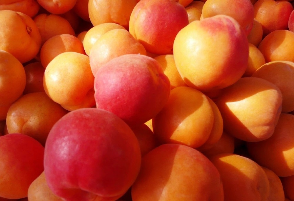 【奇蕊科技】杏园冬季合理修剪的依据在哪些？