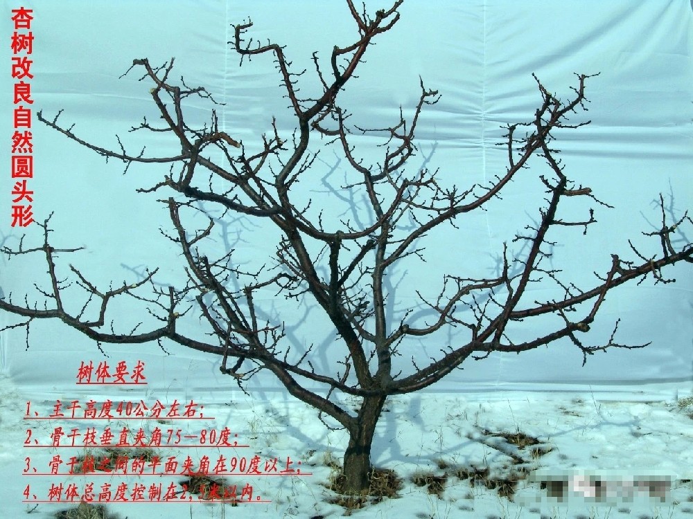 【奇蕊科技】幼龄杏树怎样修剪？