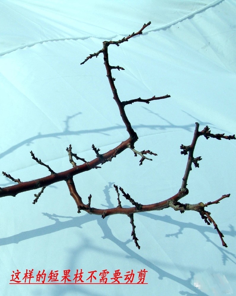 【奇蕊科技】盛果期杏树怎样修剪？