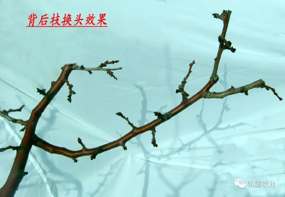 【奇蕊科技】衰老期杏树如何修剪？