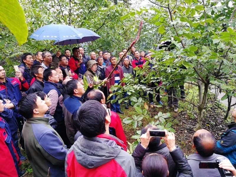 【奇蕊科技】郑凯旋老师谈管理桃树不用多效唑