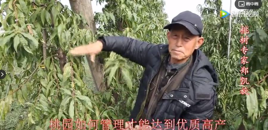 【奇蕊科技】桃园如何管理才能达到高产