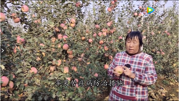 【奇蕊科技】苹果苦痘病预防措施