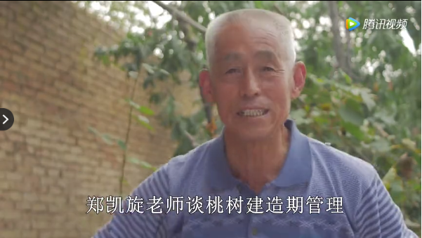 【奇蕊科技】桃树建造期管理