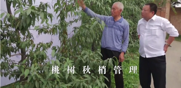 【奇蕊科技】桃树秋梢管理