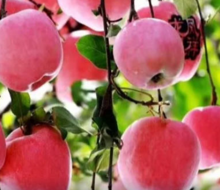 【奇蕊科技】景雪亮老师谈苹果水裂纹预防对策