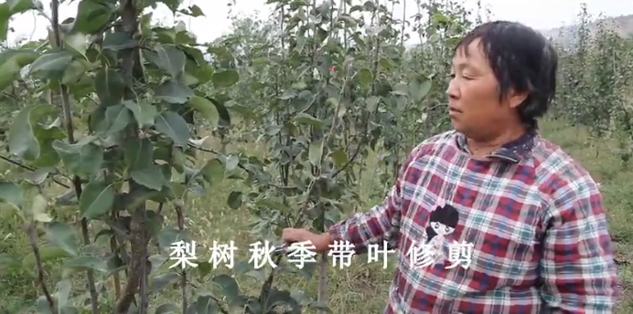 【奇蕊科技】梨树秋季带叶修剪