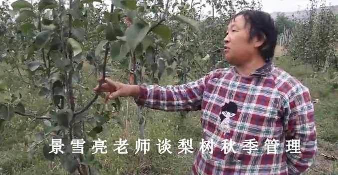 【奇蕊科技】景学亮老师谈梨树秋季管理