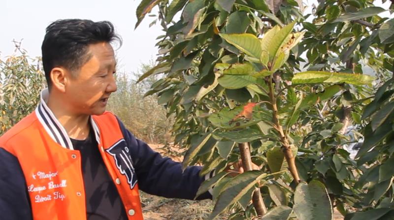 【奇蕊科技】樱桃美早品种的管理