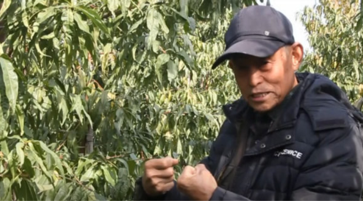 【奇蕊科技】郑凯旋谈桃树空间管理