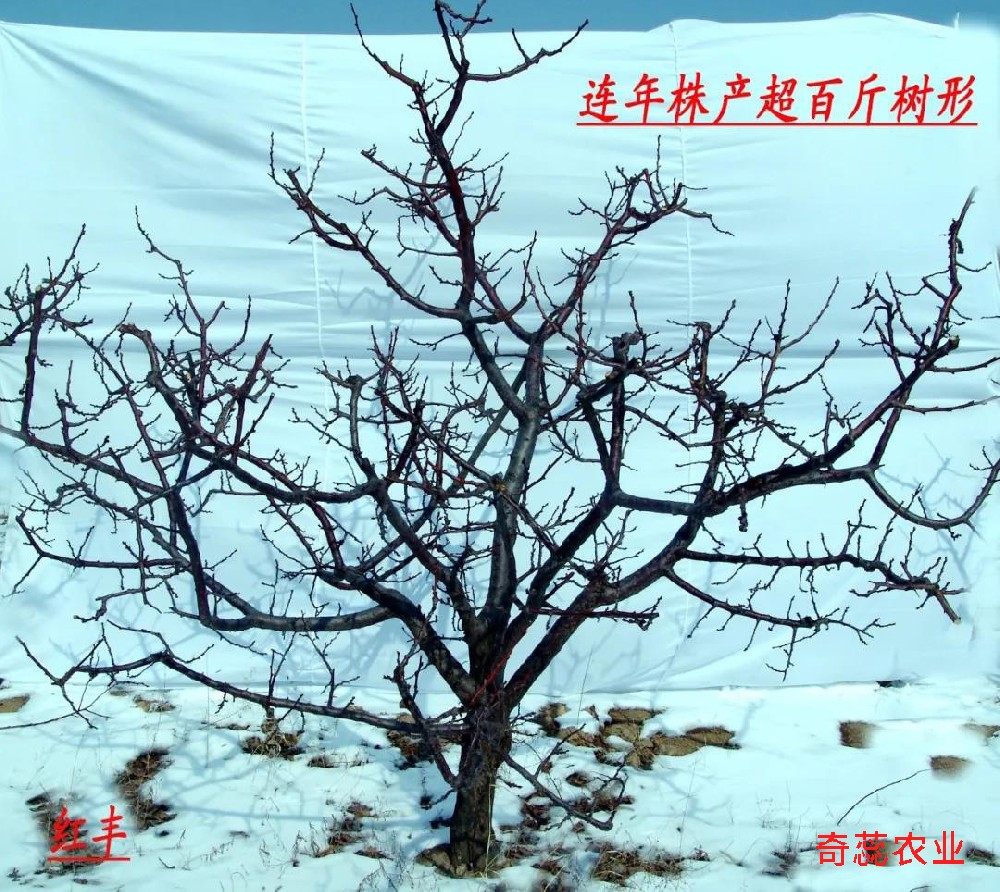 【奇蕊科技】杏树内膛的直立枝条如何处理？