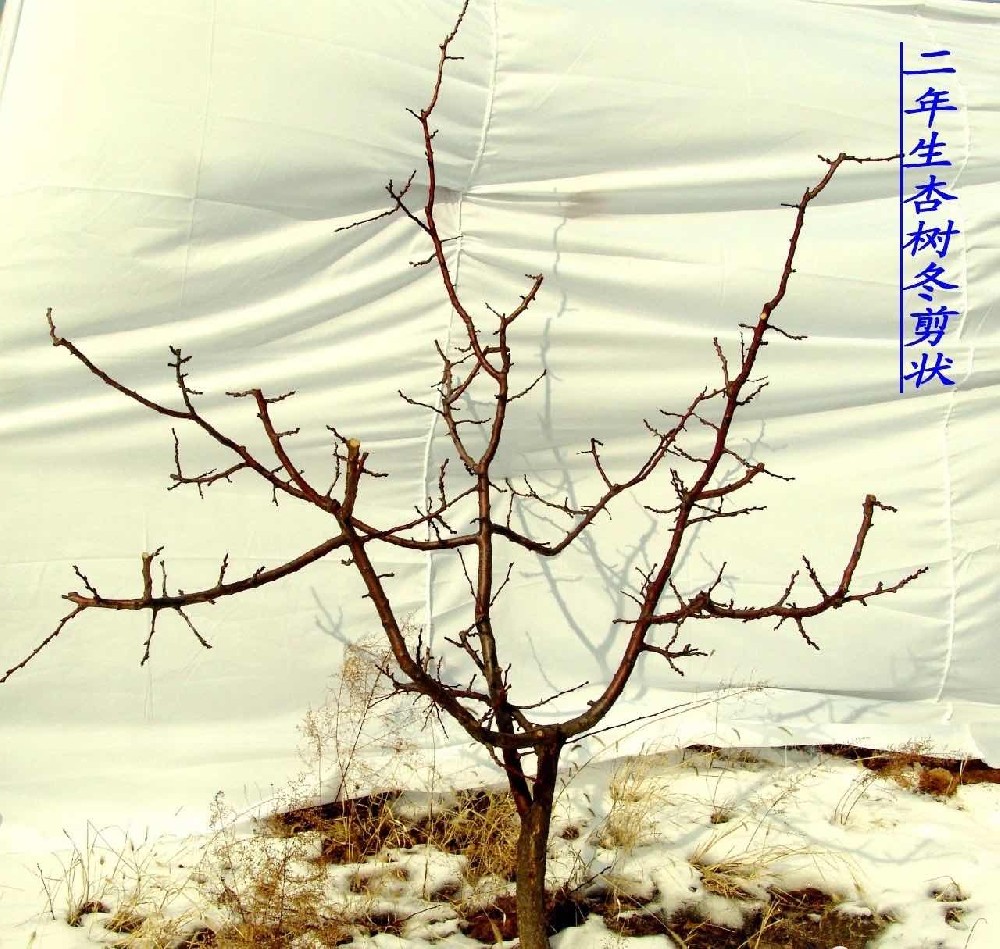 【奇蕊科技】 解决杏园密闭的主要