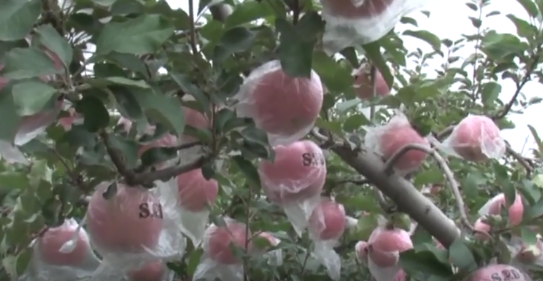 【奇蕊科技】果树使用氨基酸产品效益倍增