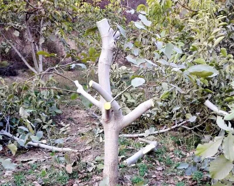 【奇蕊科技】核桃冬管有学问