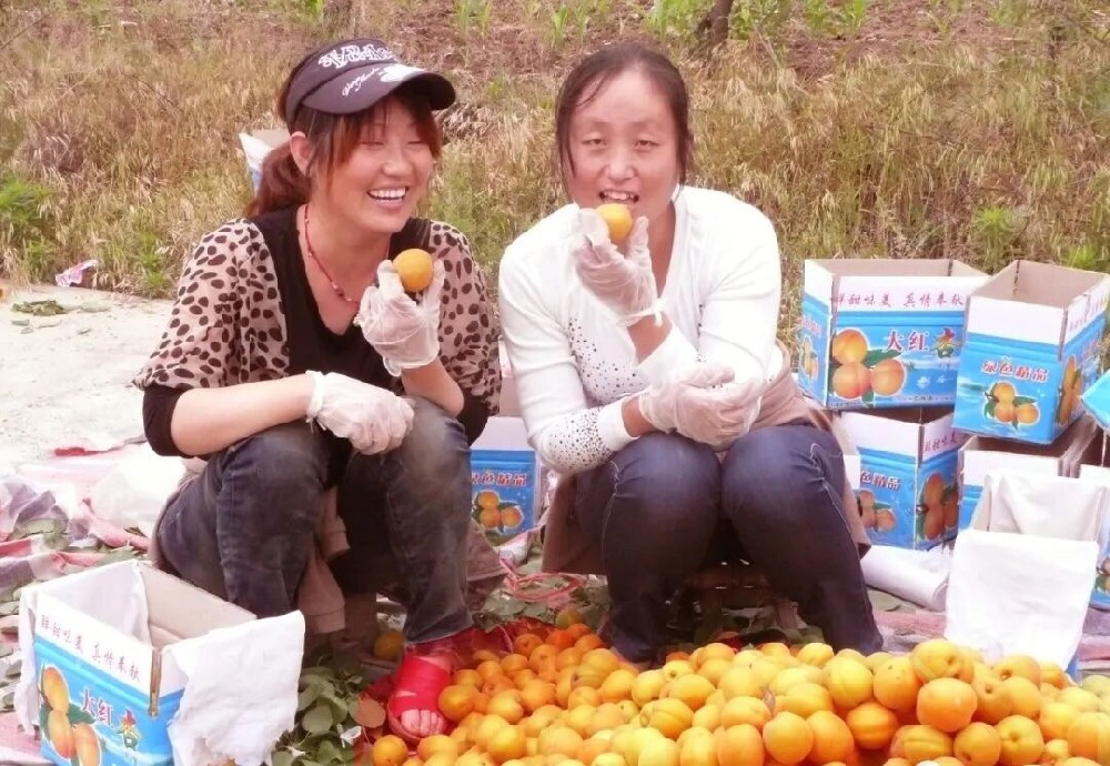 【奇蕊科技】露天杏园防冻措施之一