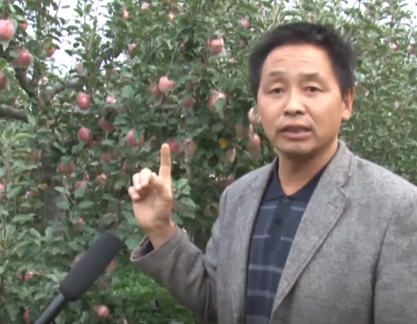 【奇蕊科技】果农使用氨基酸投资小收益高