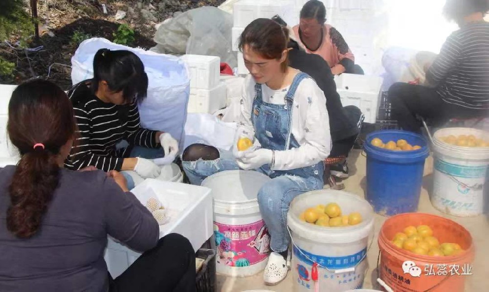 【奇蕊科技】露天杏园防冻措施之二