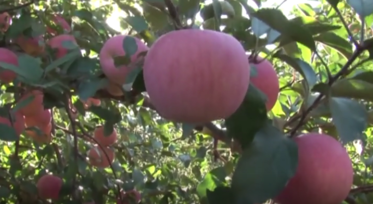 【奇蕊科技】使用奇蕊氨基酸 金秋又获丰收年（二）