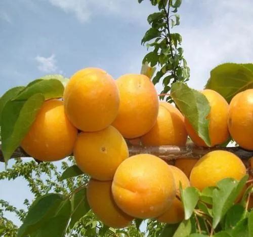 【奇蕊科技】 露天杏园防冻措施之四