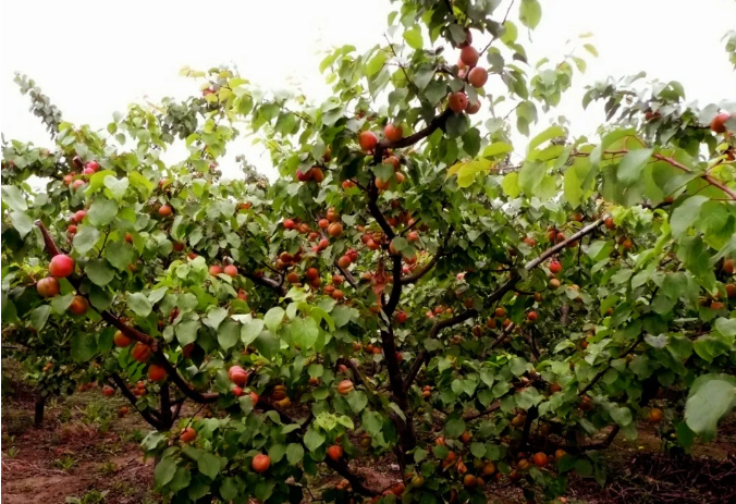 【奇蕊科技】 露天杏园防冻措施之五