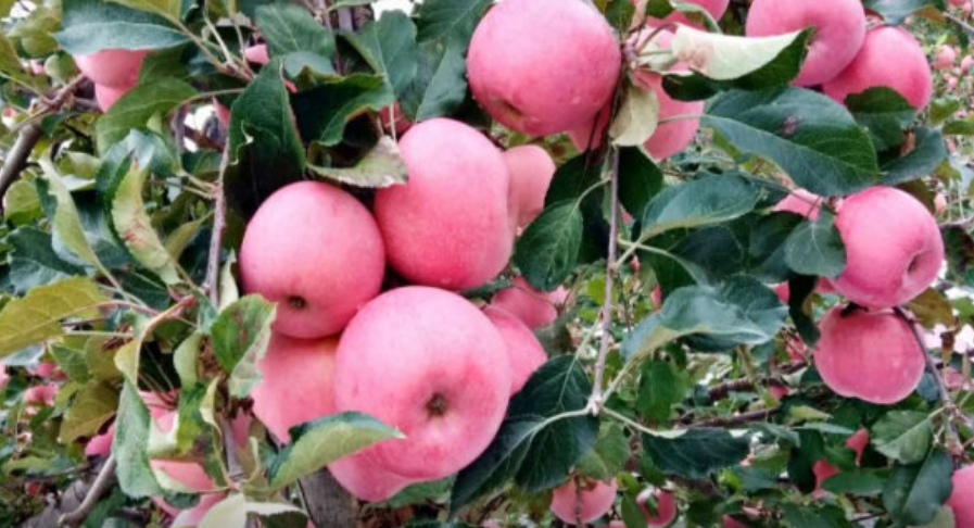 【奇蕊科技】使用弘蕊氨基酸 今秋又获丰收年之三