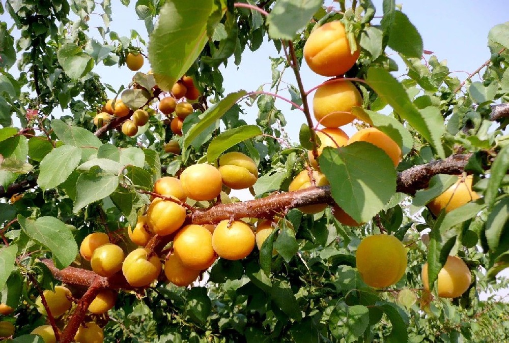 【奇蕊科技】 杏树在冬剪过程中易存在的问题及解决的办法之一